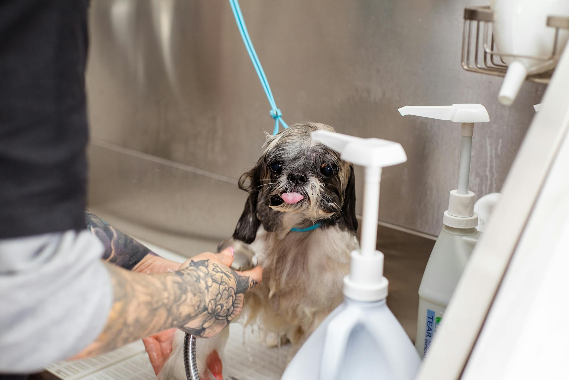 Cão recebendo banho com espuma