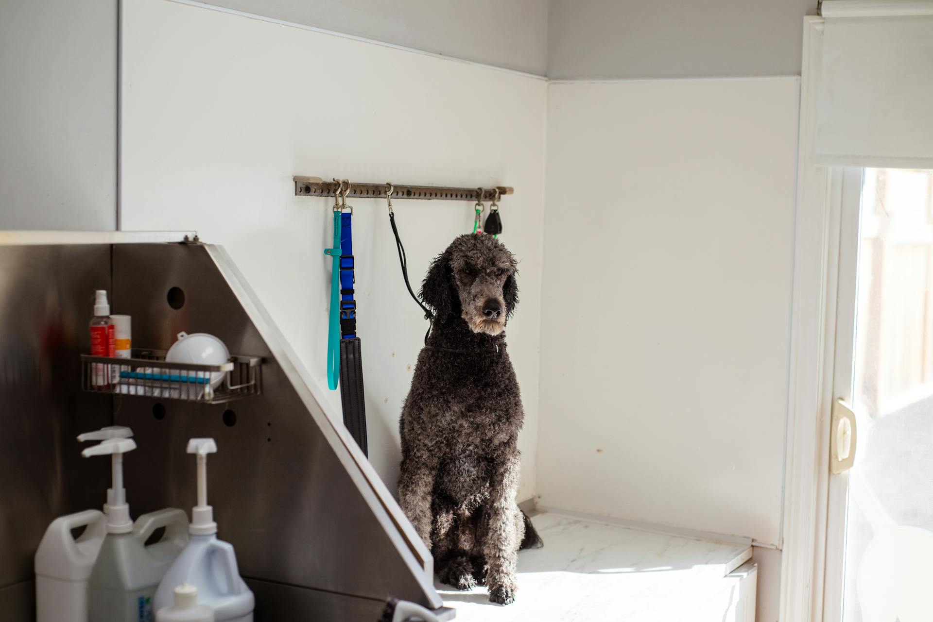 Cão fofo após tosa fresca