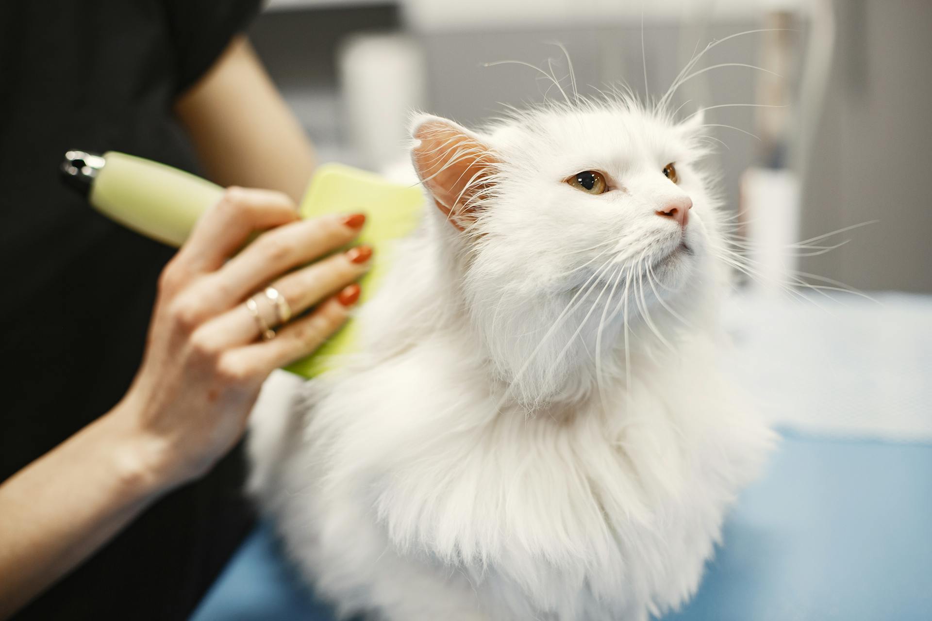 Gato sendo penteado no salão
